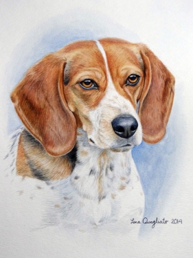 "Bow", the Beagle. Watercolor