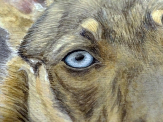 Detail of Chitto's blue eye