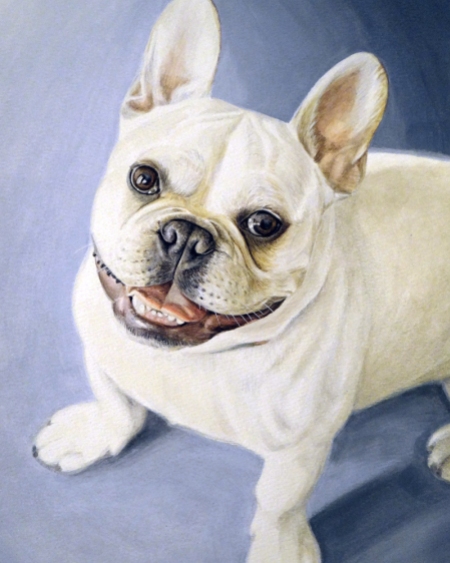 "Gordon" French Bulldog